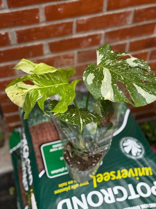 Variegated Monstera