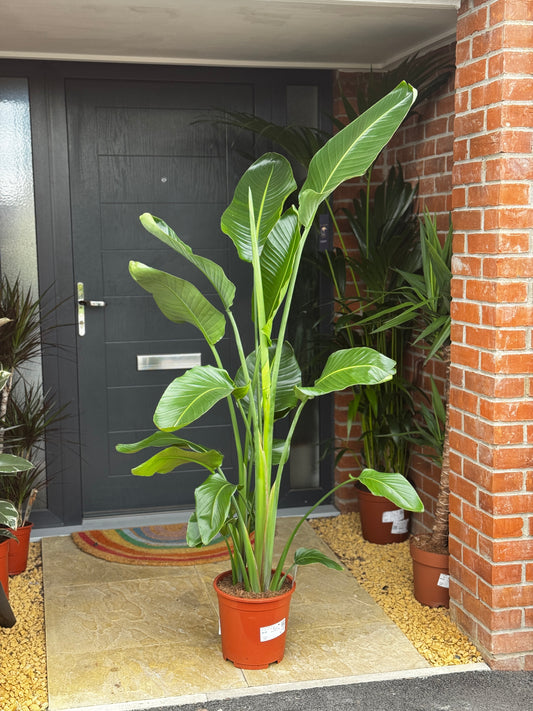 Bird Of Paradise (Stralitzia Reginae)