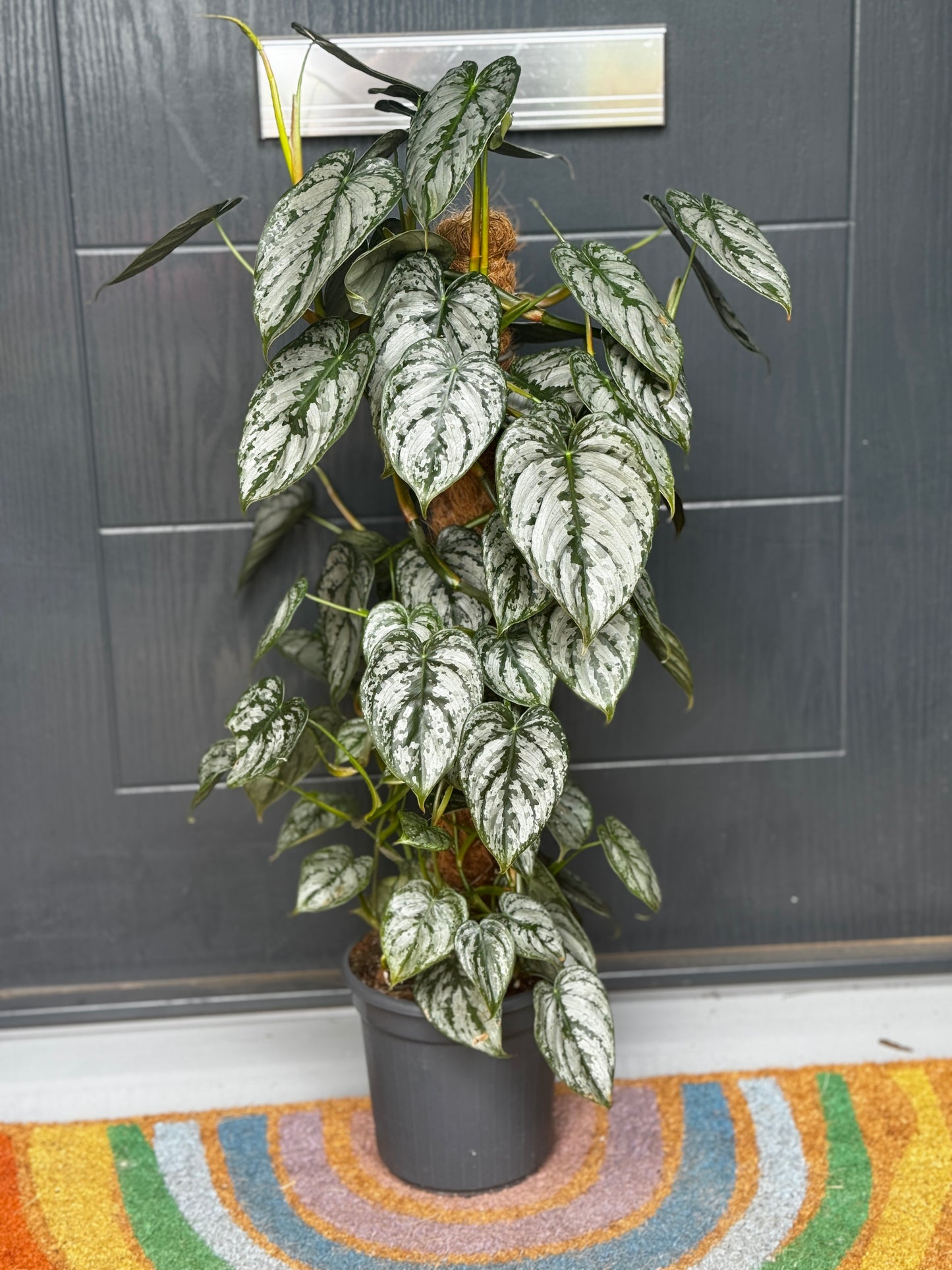 Philodendron Brandtianum on Moss Pole