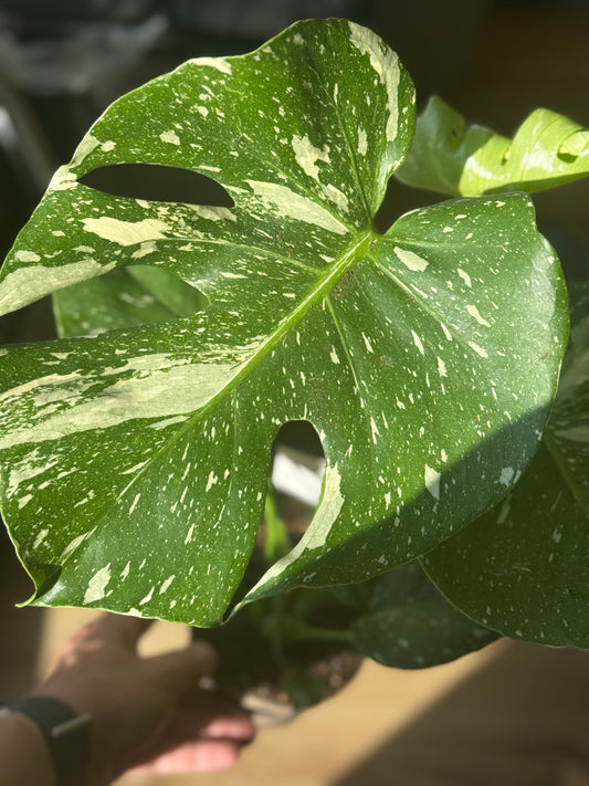 Monstera Thai Constelallation
