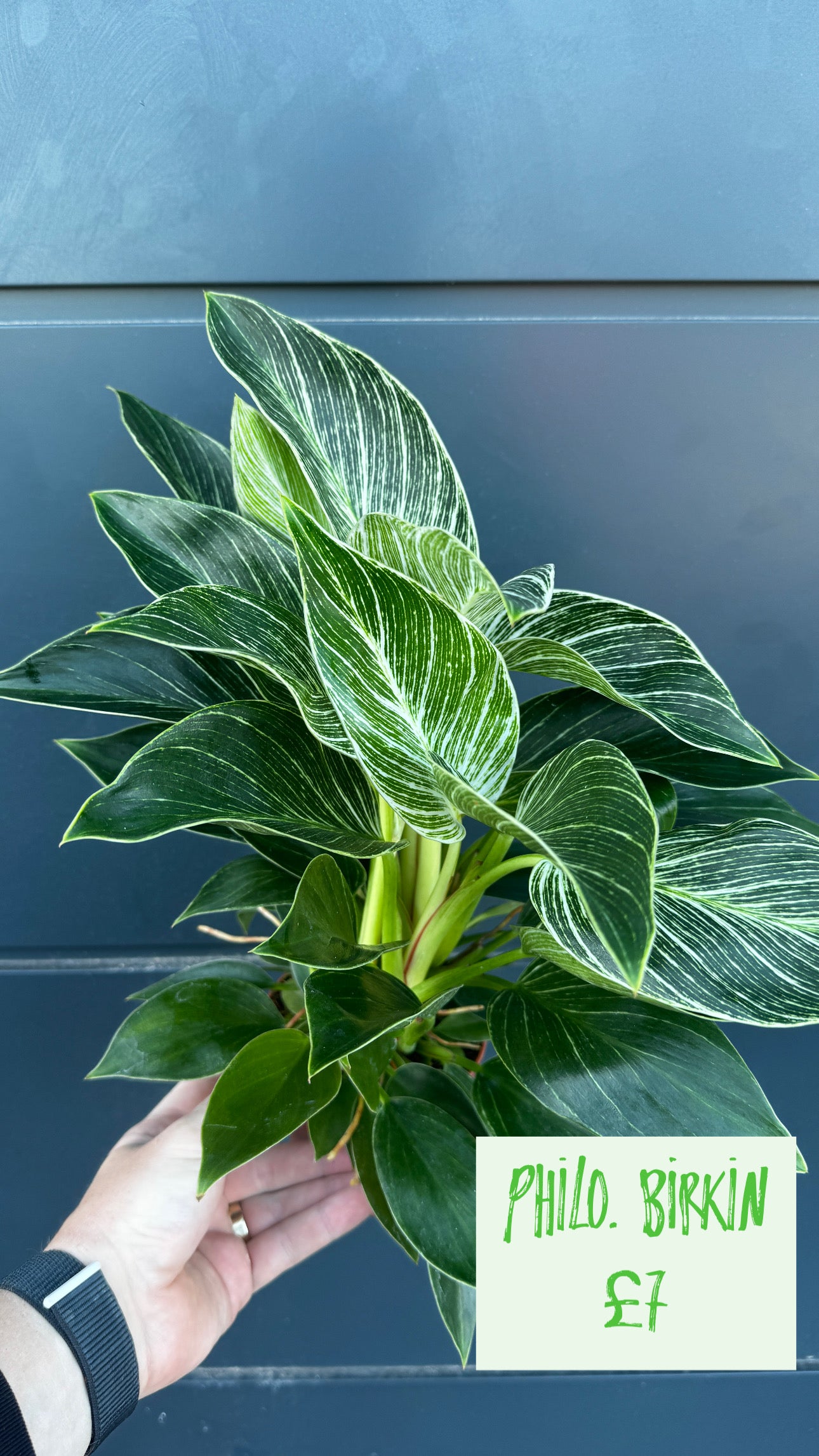 Philodendron Birkin