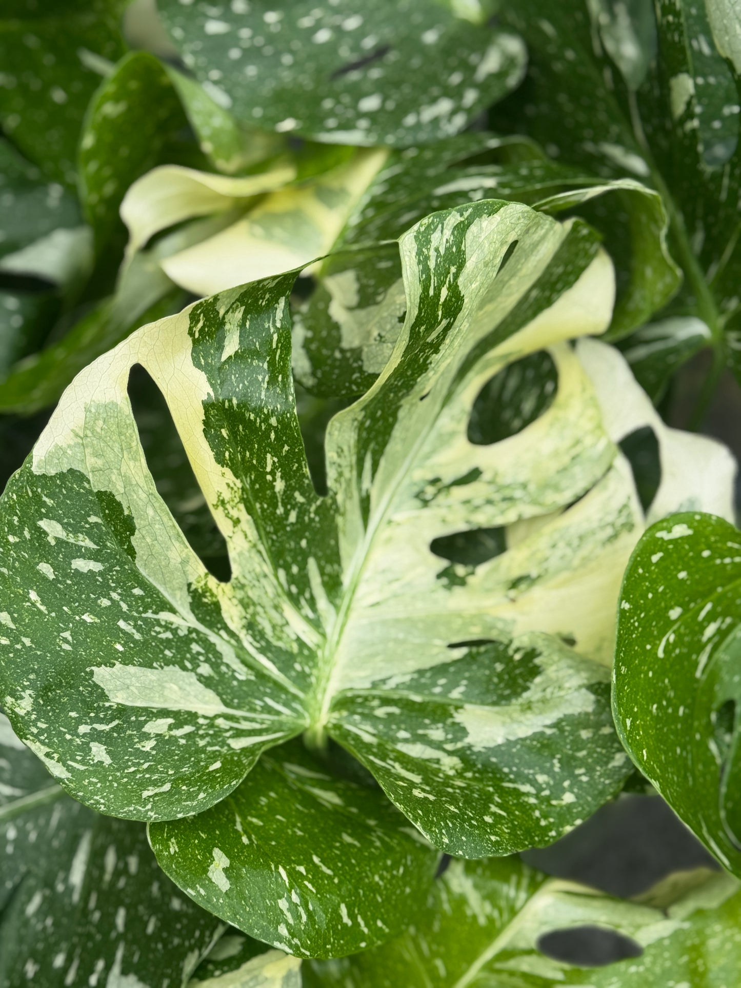 Variegated Monstera