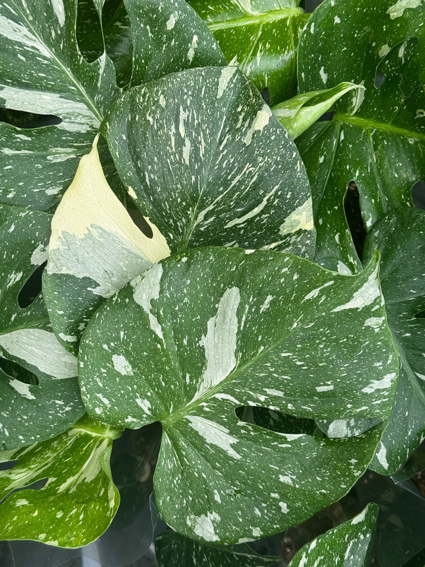 Variegated Monstera