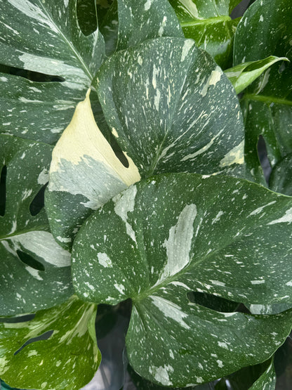 Variegated Monstera