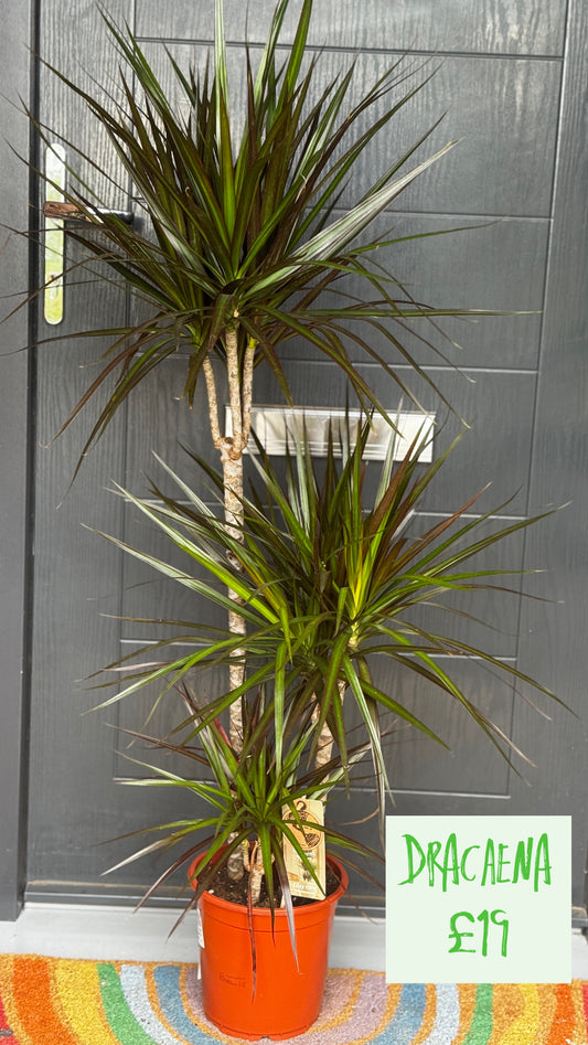 Dracaena Marginata
