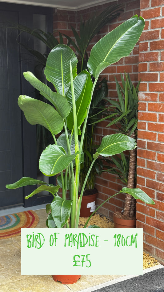 Bird Of Paradise (Stralitzia Reginae)