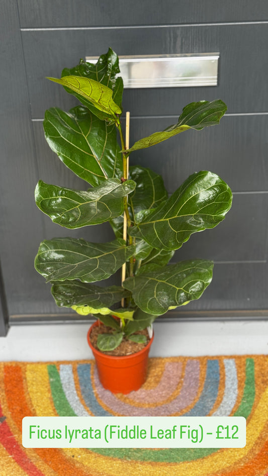 Fiddle Leaf Fig