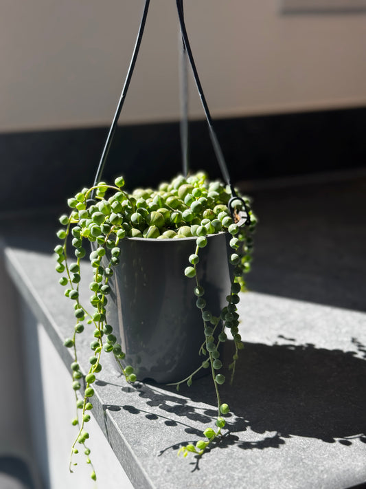 String of Pearls