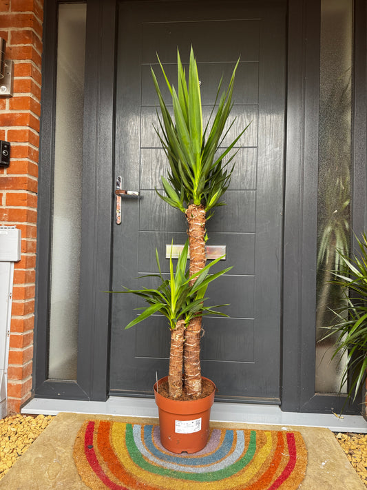 Yucca 150cm