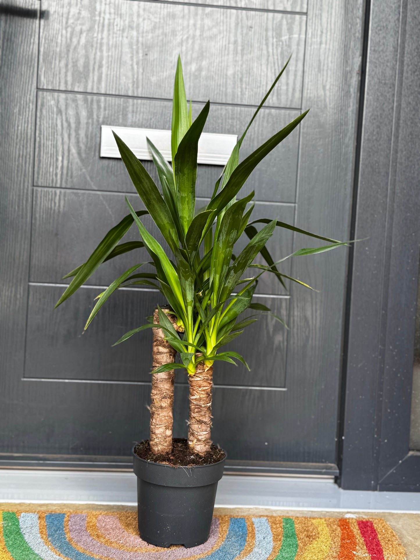 Yucca 110cm