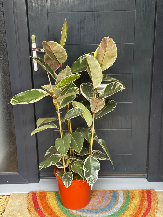 Ficus Tineke (Rubber Plant)
