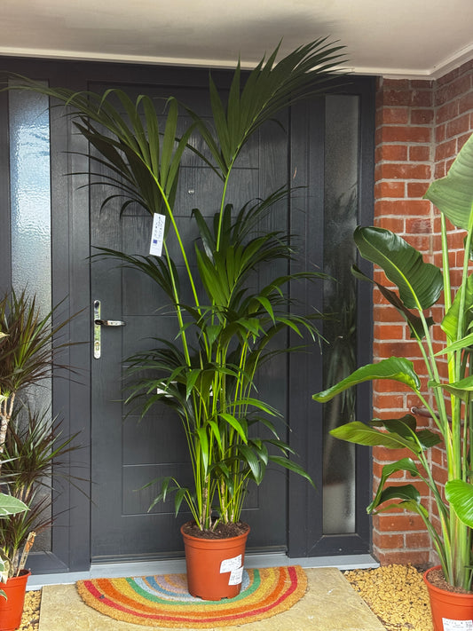 Kentia Palm
