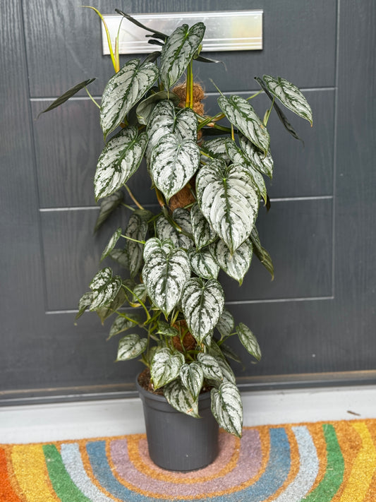 Philodendron Brandtianum on Moss Pole