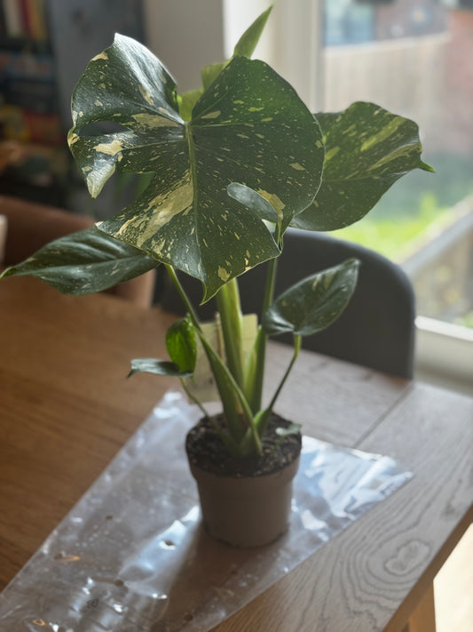 Monstera Thai Constelallation