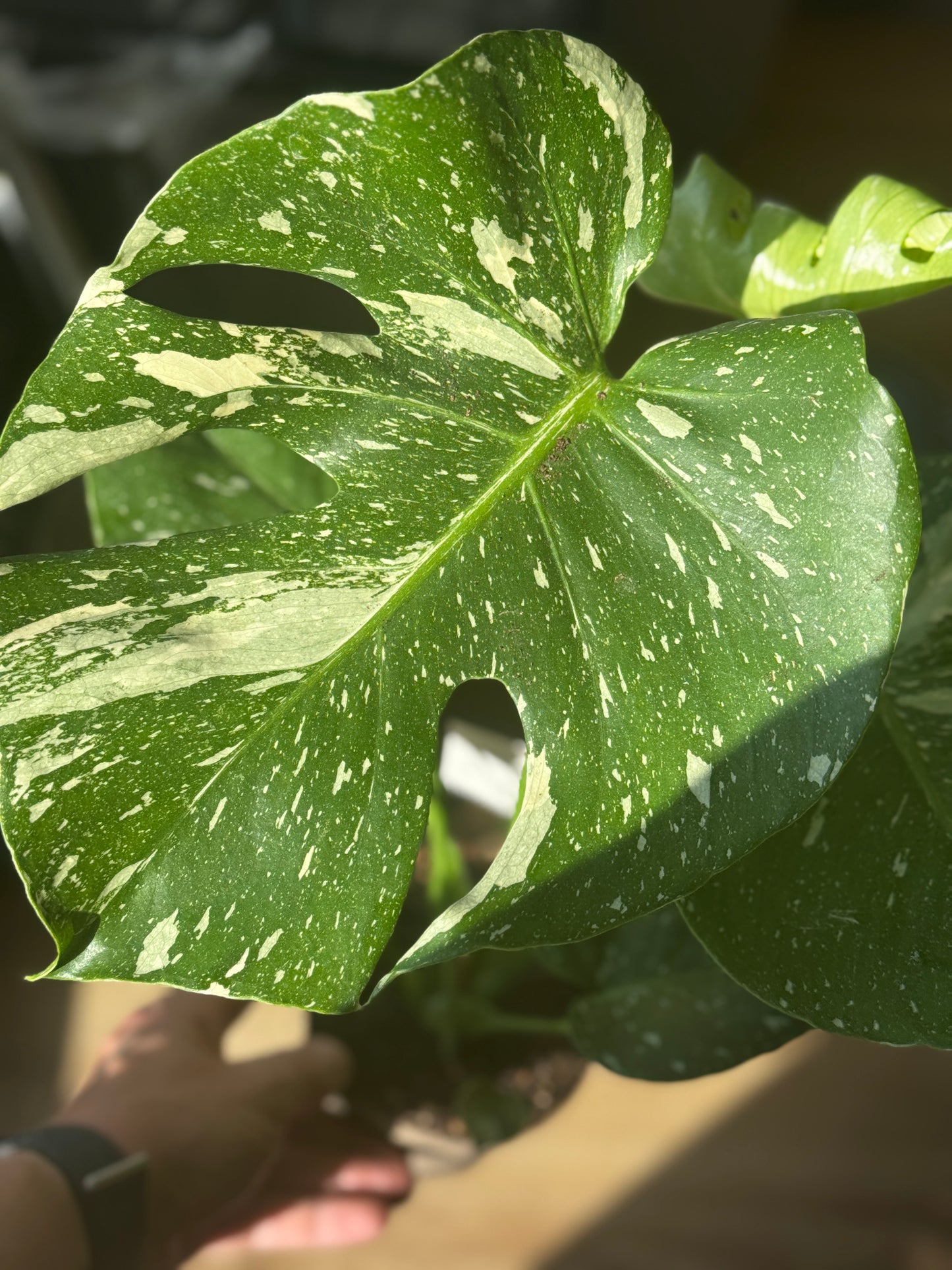 Monstera Thai Constelallation