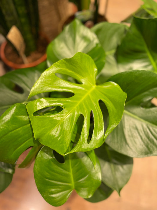 Monstera Deliciosa